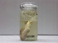 藏品(克氏兔頭魨)的圖片